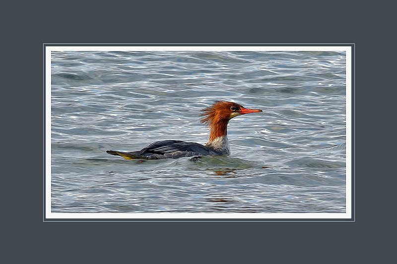 Merganser Female - Digital Painting.jpg