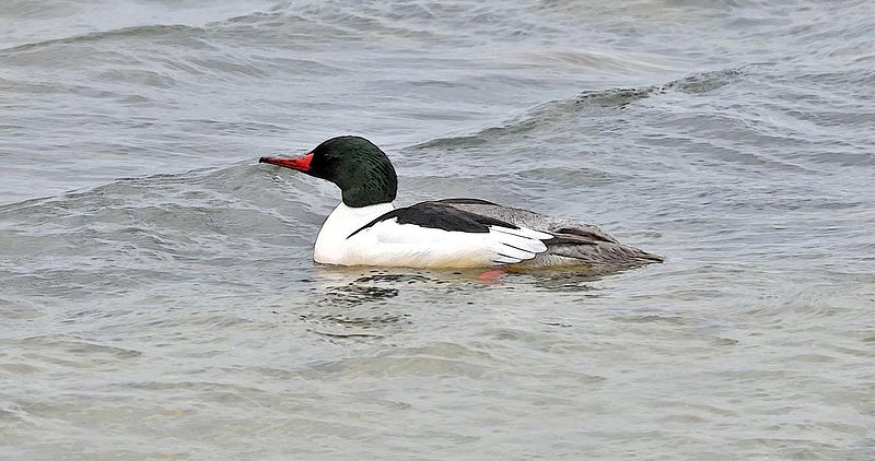 Merganser Male - Digital Painting.jpg