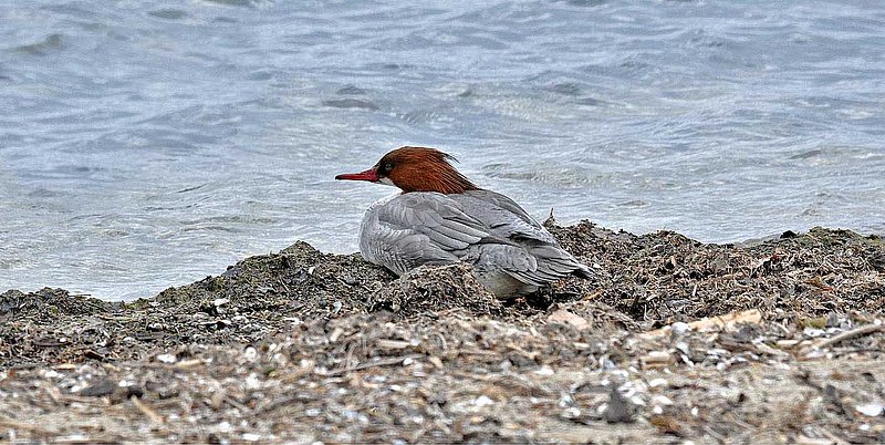 Merganser Nesting Lakeside.jpg