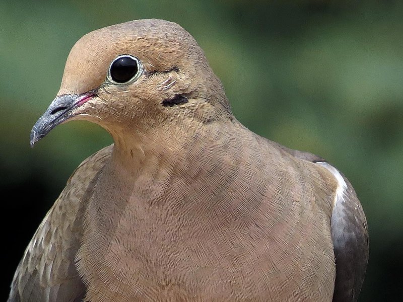 Mourning Dove Close Up.jpg
