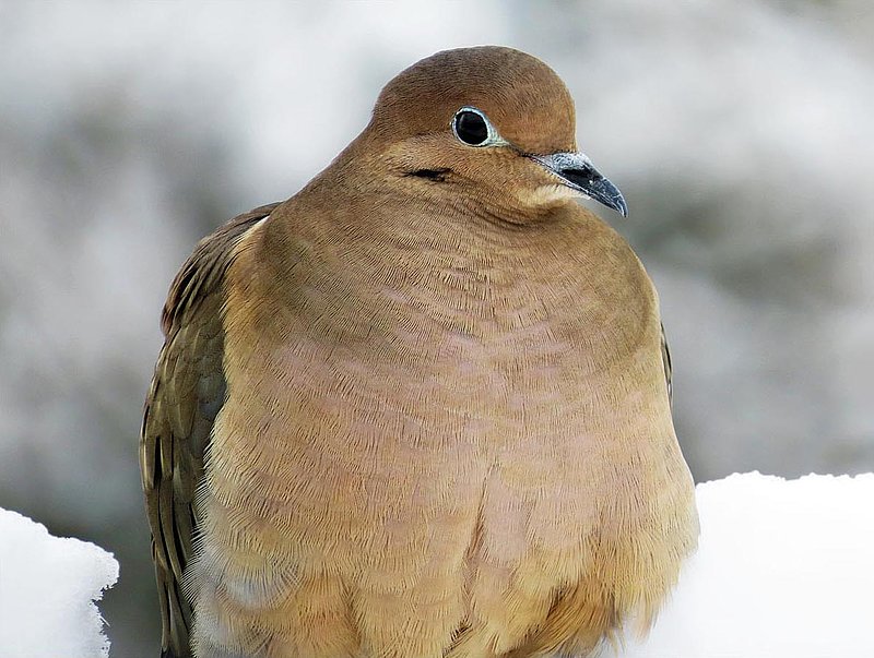 Mourning Dove Front.jpg