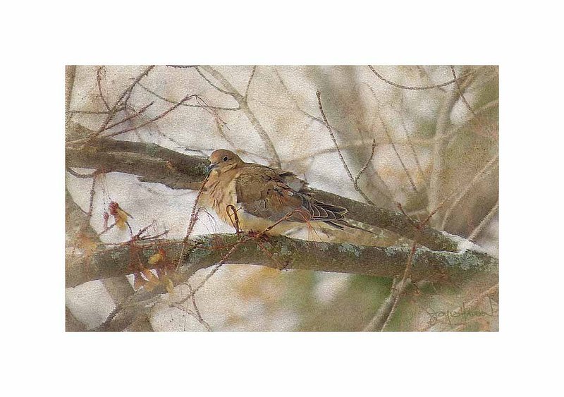 Mournning Dove Abstract.jpg
