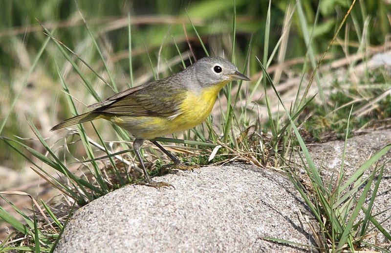 Nashville Warbler.jpg