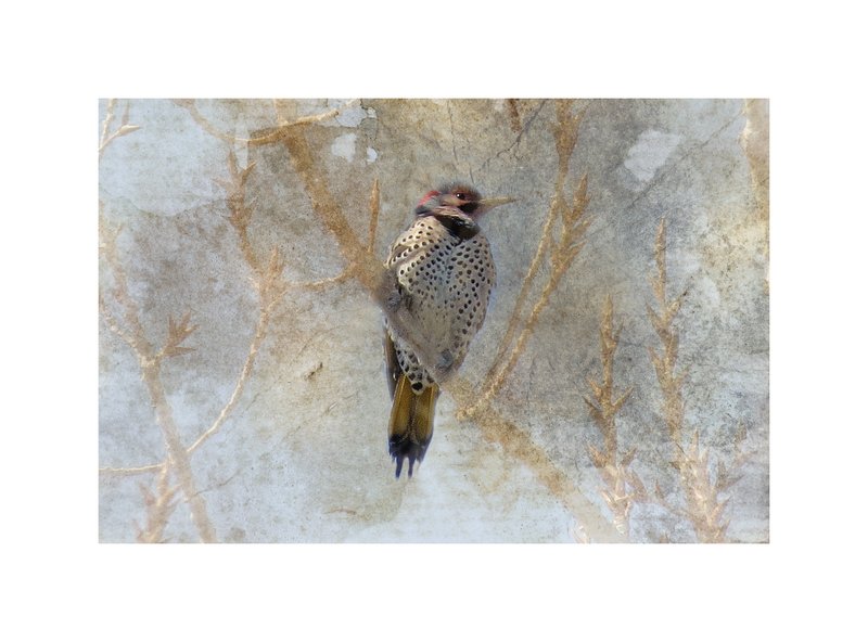 Northern Flicker Abstract.jpg