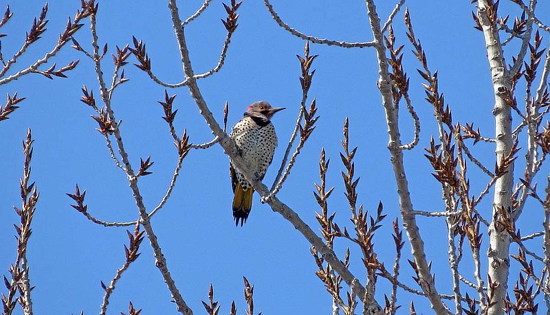 Northern Flicker Early Spring.jpg