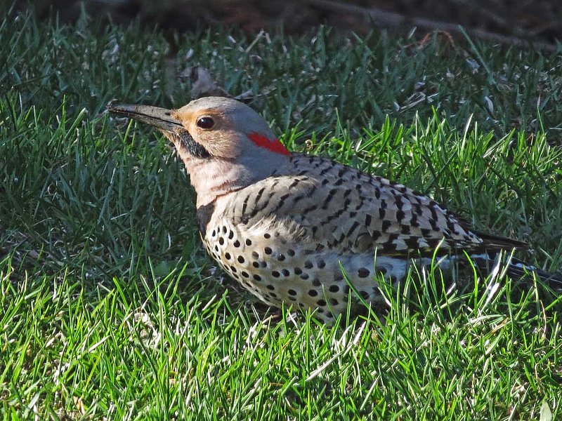 Northern Flicker.jpg