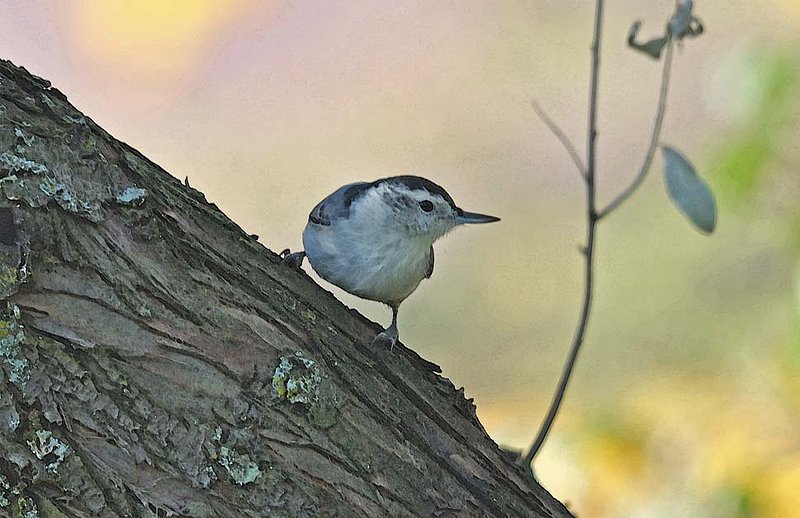 Nuthatch Morning.jpg