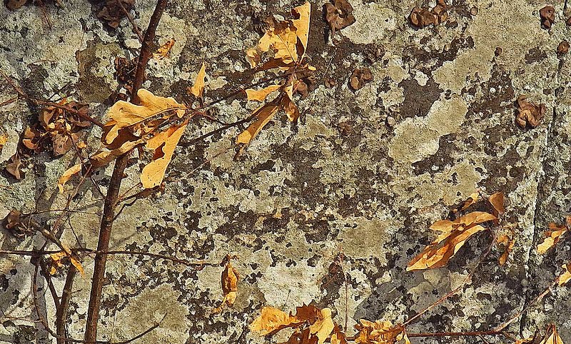 Oak Leaves  Shadows On Rock.jpg ::                                
