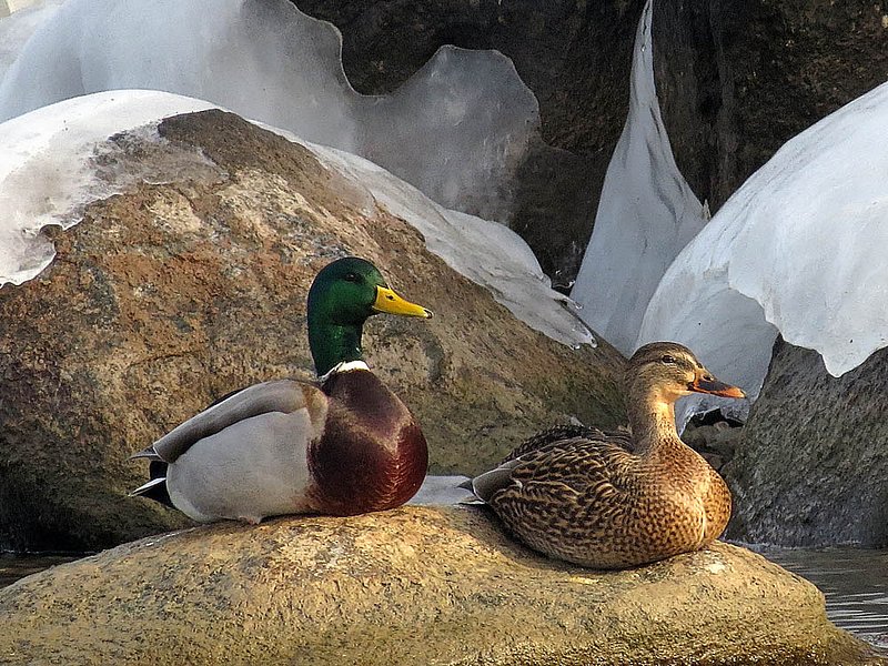 On Rocks With Ice.jpg