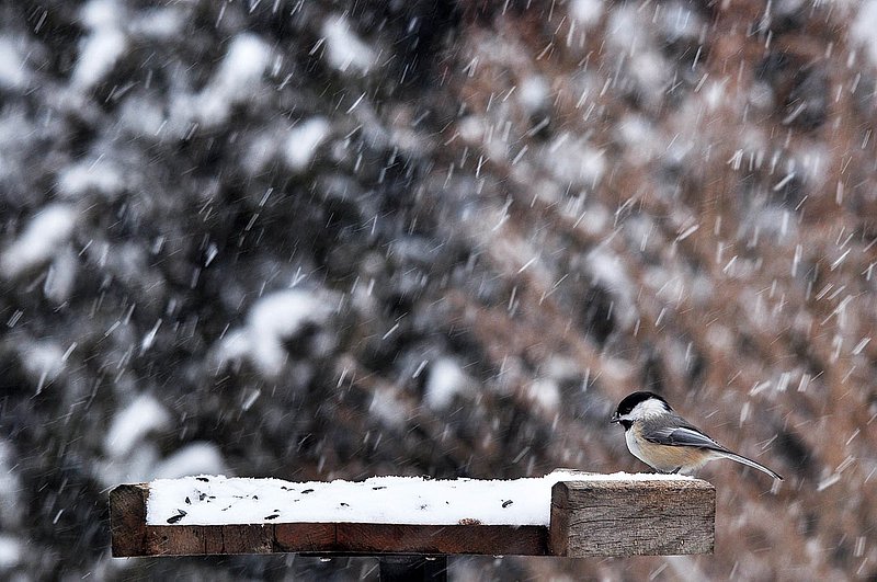 One Chickadee Winter.jpg