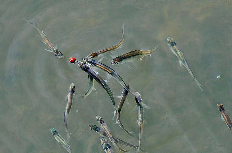 One Lady Bug Lots Of Fish Tablet Painting.jpg