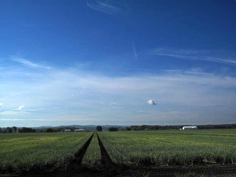 Onion Field.jpg ::                                