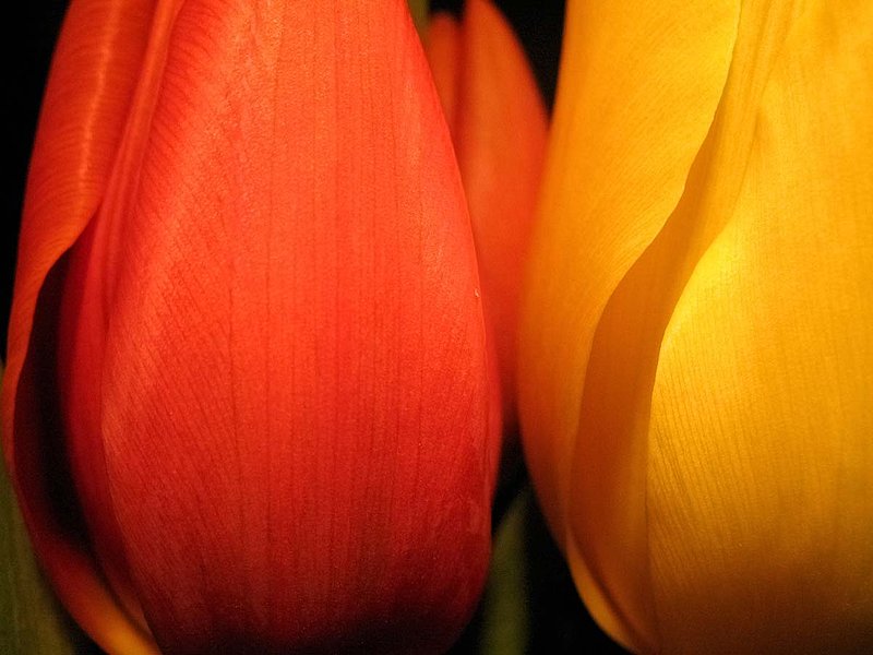 Orange and Yellow Tulips.jpg