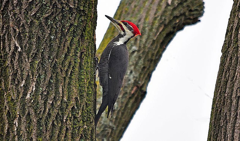 Pileated Woodpecker.jpg