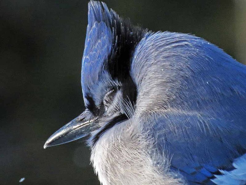 Plump Blue Jay Head.jpg