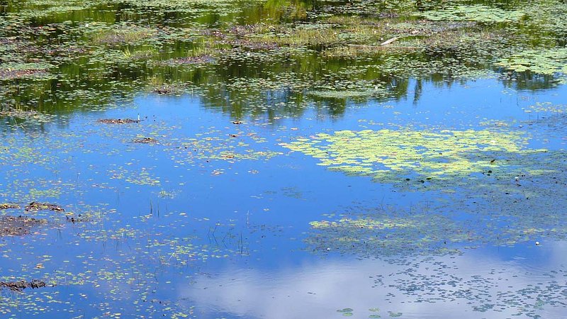 Pond At Gravenhurst Reflections.jpg