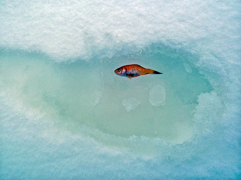 Poor Little Fishy.jpg