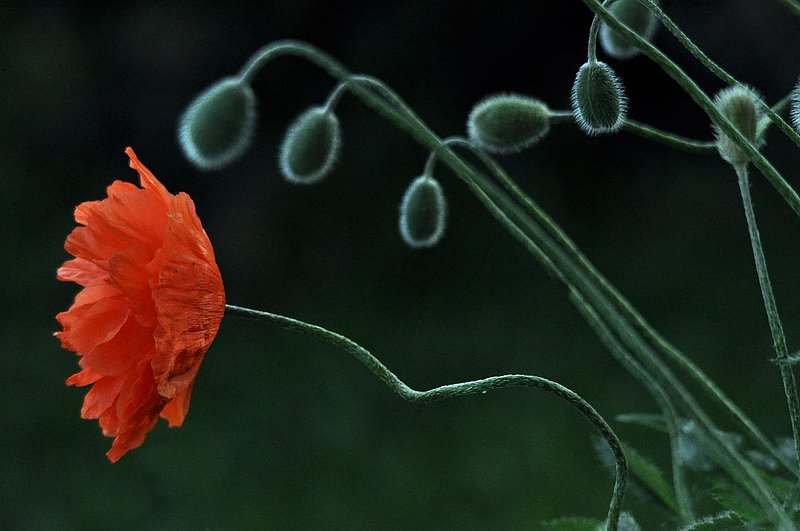 Poppy  Pods.jpg