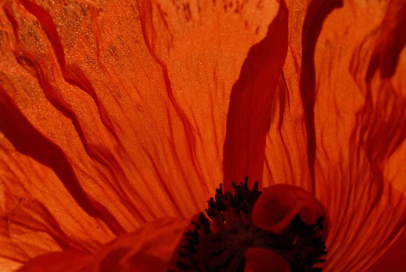 Poppy At Sunset.jpg