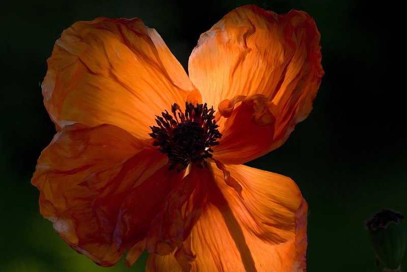 Poppy In Sunset.jpg