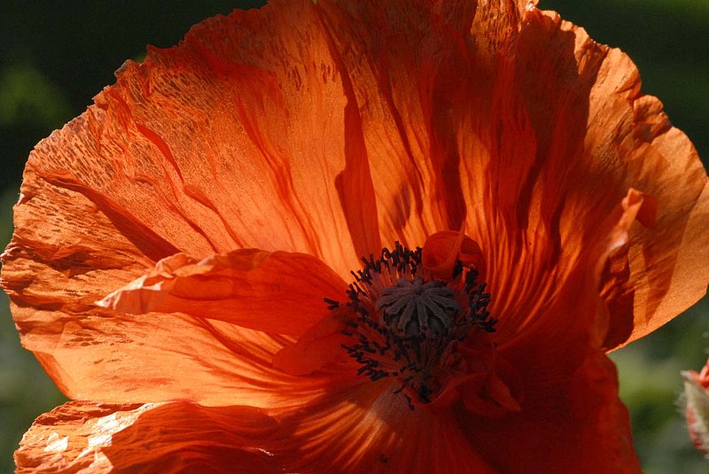 Poppy In Sunset1.jpg