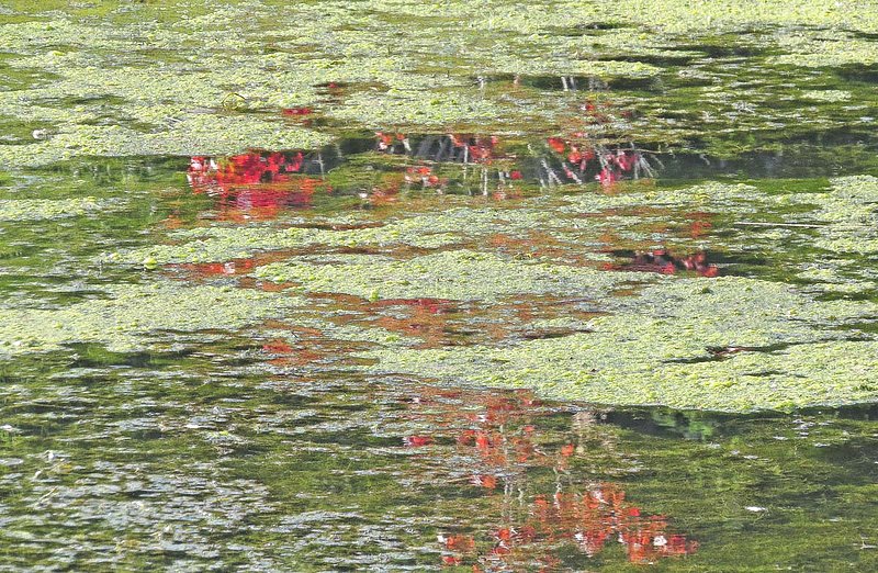 Red  Green Wetland Reflections.jpg