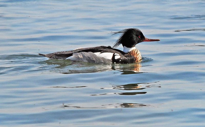 Red Breasted Merganser - Male.jpg