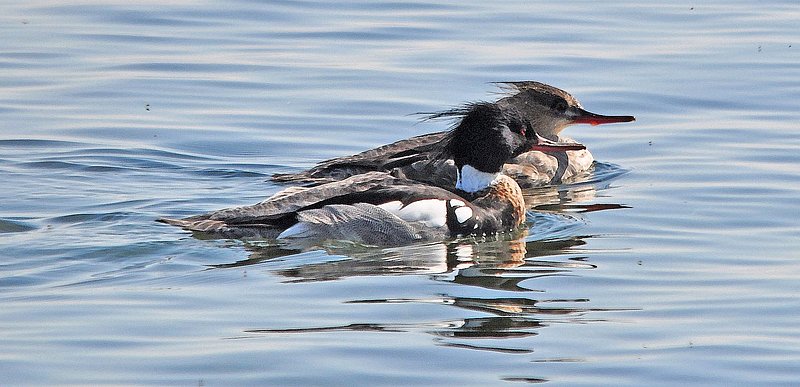 Red Breasted Mergansers.jpg