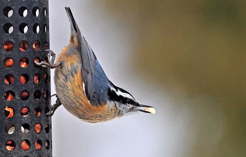 Red Breasted Nuthatch  Peanut.jpg