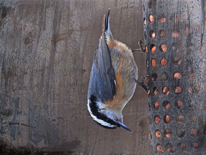 Red Breasted Nuthatch Abstract.jpg