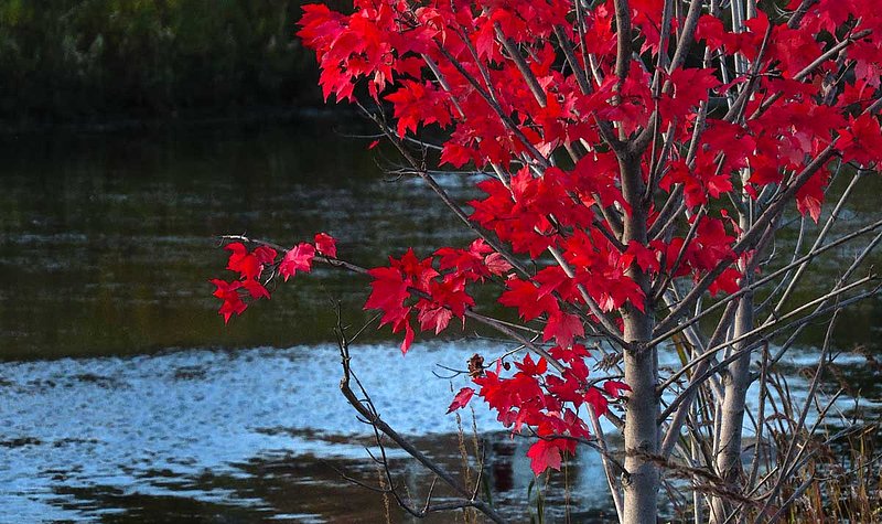 Red Malple Tree Wetland.jpg