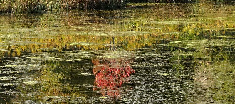 Red Maple Reflections.jpg
