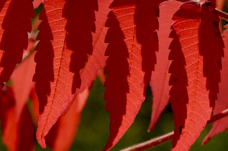 Red Sumac leaves in Shadow.jpg