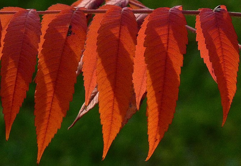 Red Sumach Leaves In Sunset.jpg