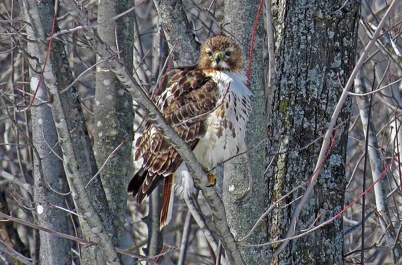 Red Tailed Hawk- Juvenile.jpg