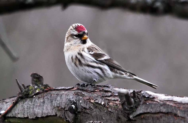 Redpoll.jpg
