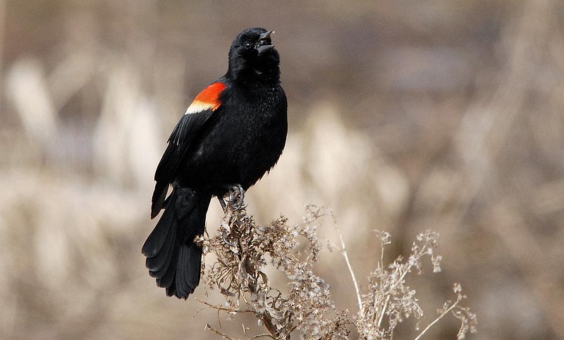 Redwing Blackbird Calling.jpg