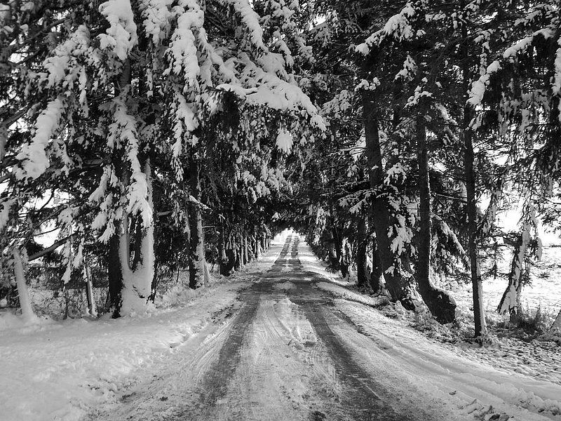 Road way in trees.jpg ::                                