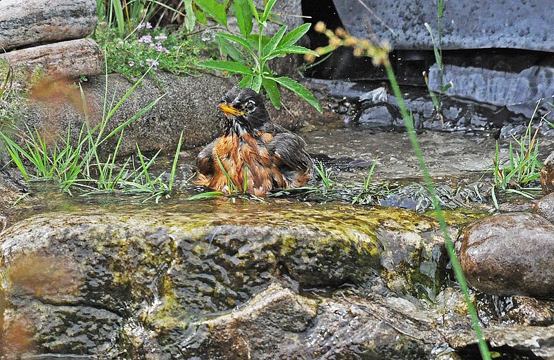 Robin In Pond.jpg