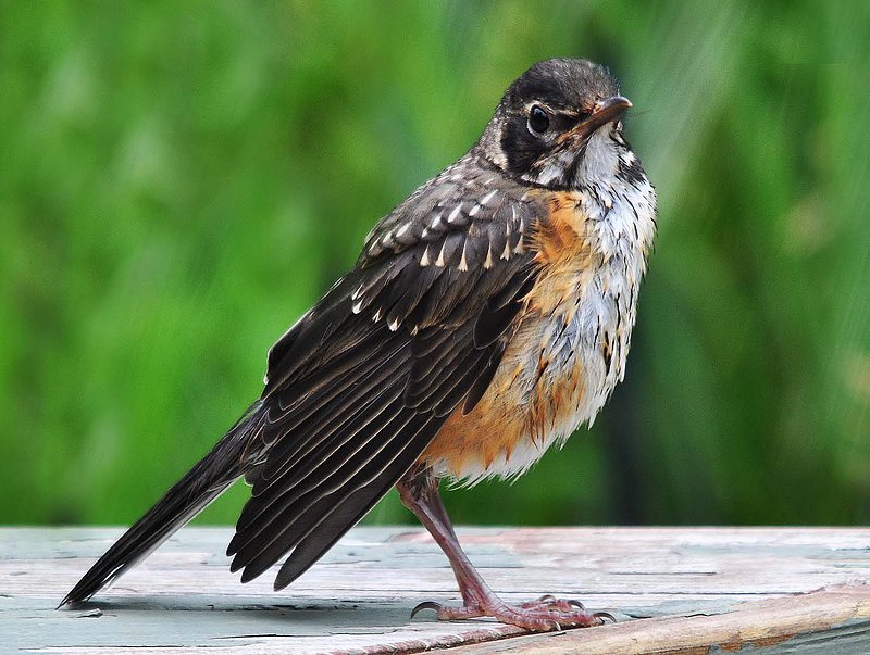 Robin Just Washed.jpg