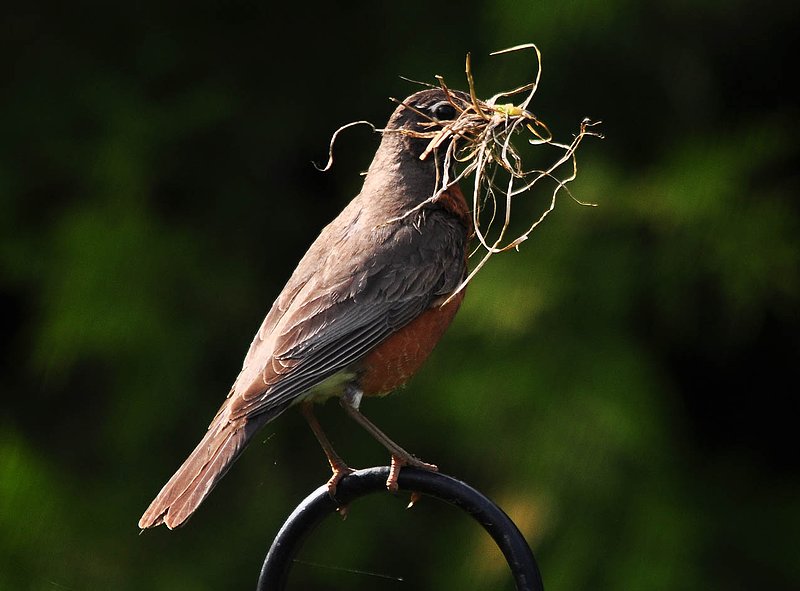 Robin Nest Building.jpg
