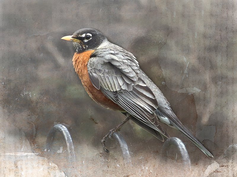 Robin On Fence Abstract.jpg