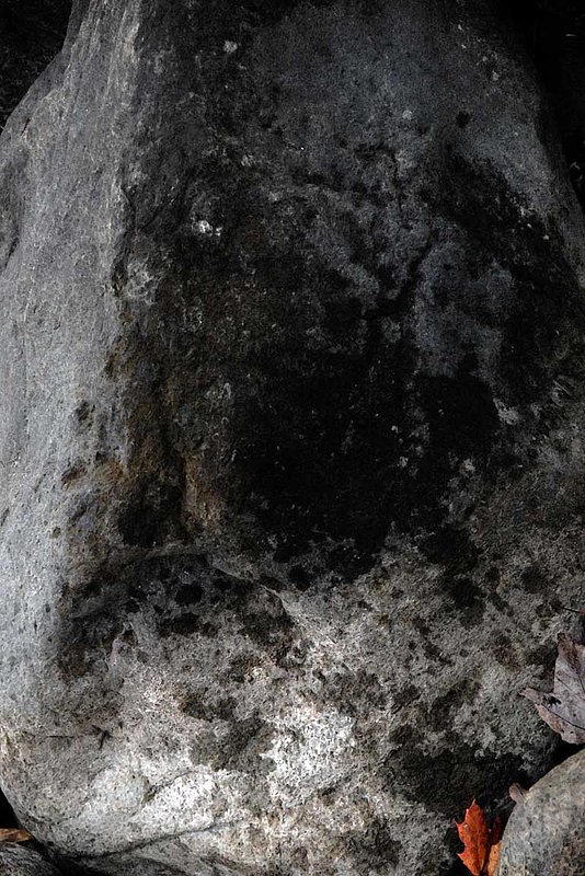Rock With Leaves.jpg