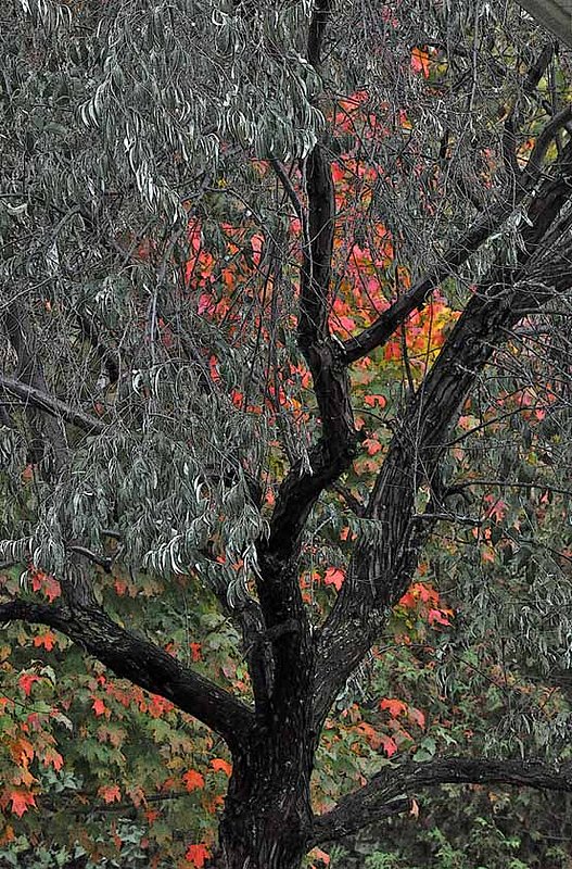 Russian Olive  Maple.jpg