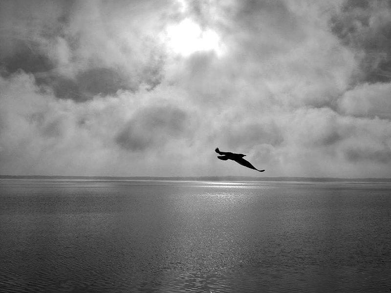 Seagull  Storm Front Over Simcoe.jpg ::                                