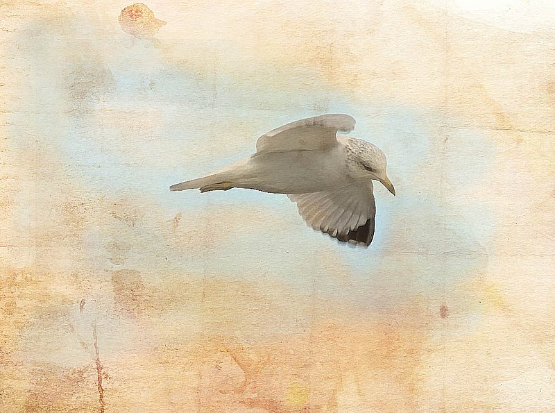 Seagull Abstract Background.jpg
