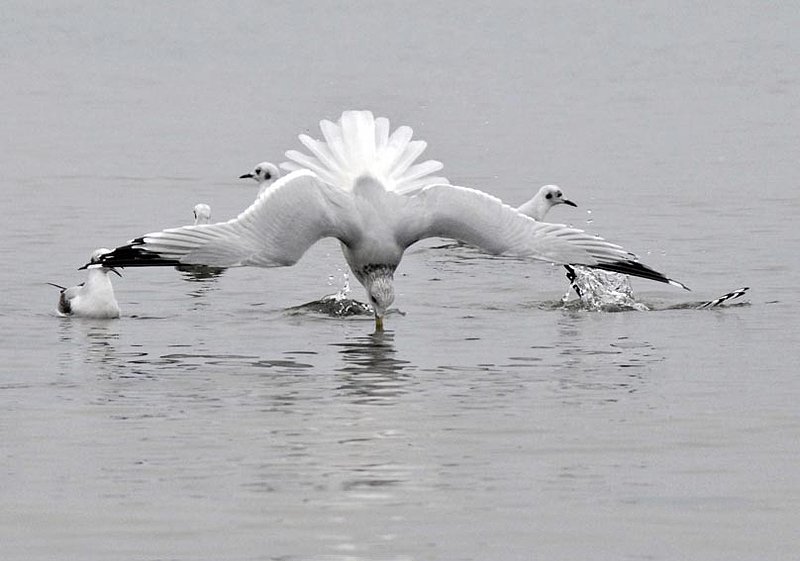 Seagull Diving.jpg