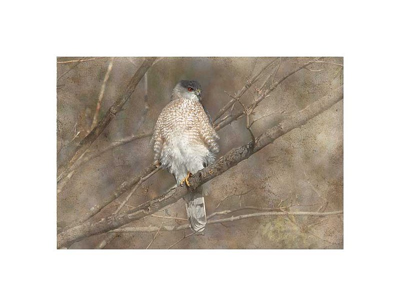Sharp Shinned Hawk Abstract.jpg