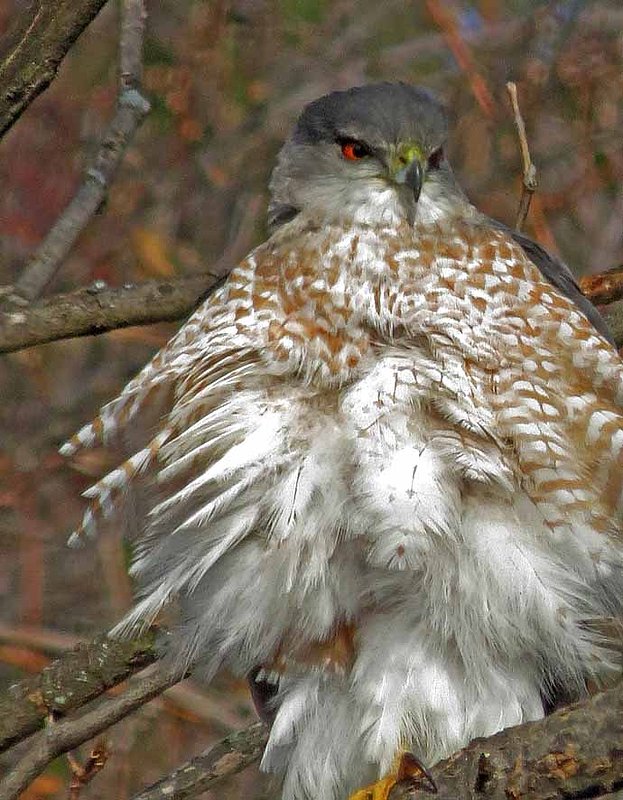 Sharp Shinned Hawk Portrait.jpg ::                                