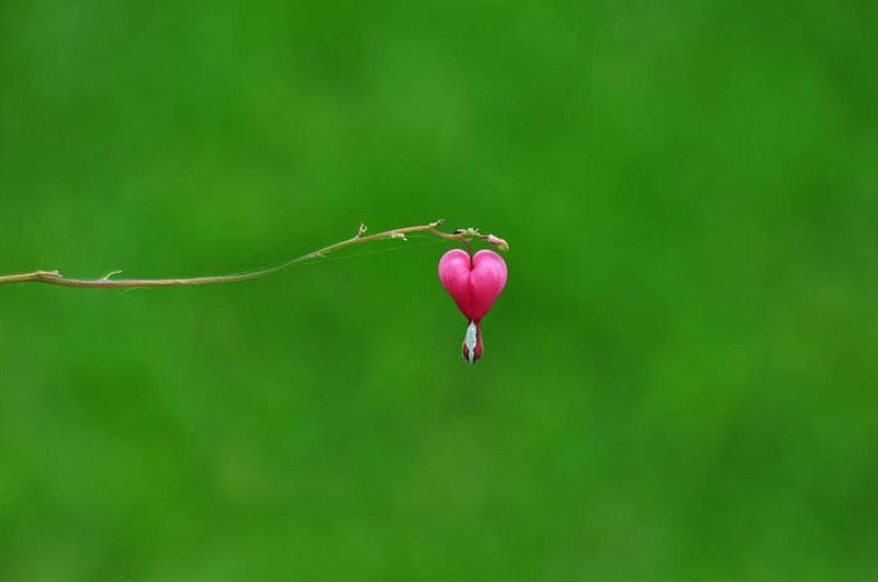 Single Bleeding Hart.jpg